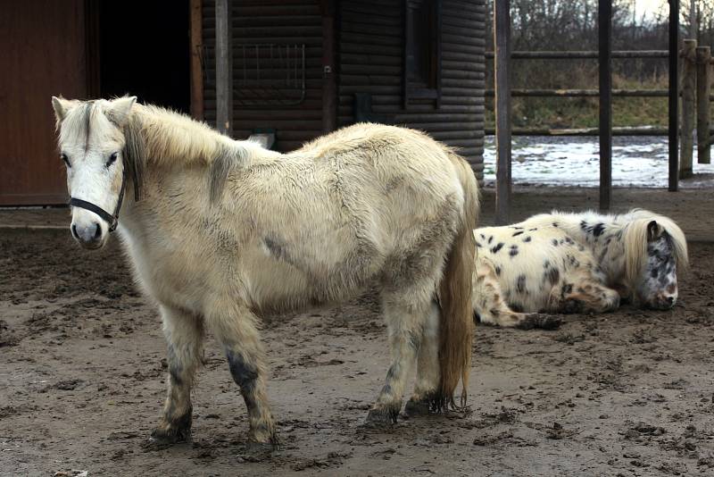 Minizoo ve Starém městě.