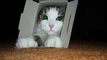 MARFUŠA. Nějaké kupované kočičí pelíšky zůstanou bez povšimnutí a přednost mají krabičky a krabice. 