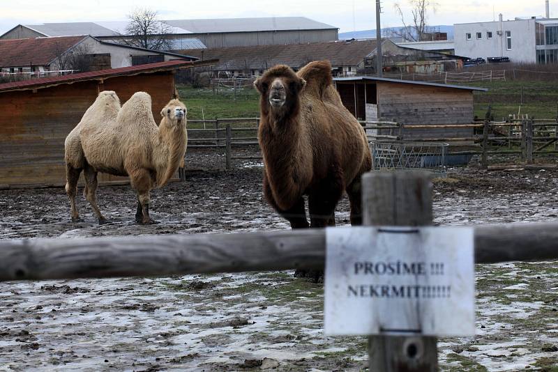 Minizoo ve Starém městě.