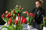 Tulipománie III. Výstava tulipánů v zámku v Buchlovicích. Na snímku Barbora Kulihová