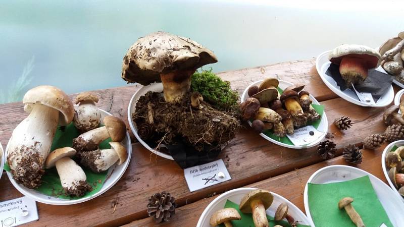 Na výstavě hub v Salaši byly k vidění velmi chutné houbové exempláře, ale i ty, které se dají jíst jen jednou.