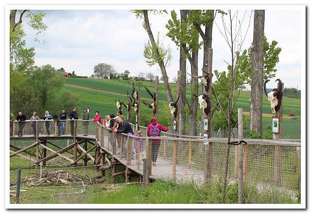 V hektarové obůrce Živé vody na Modré byl v sobotu pokřtěn pratuří býček jménem Jaroš.