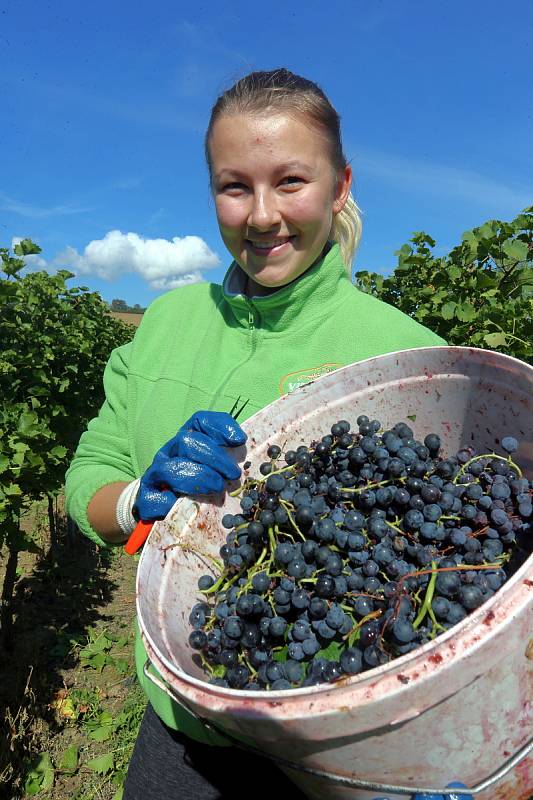 Vinobraní 2022. Rodinné vinařství Vaďurovi Polešovice. Viniční trať Míšky