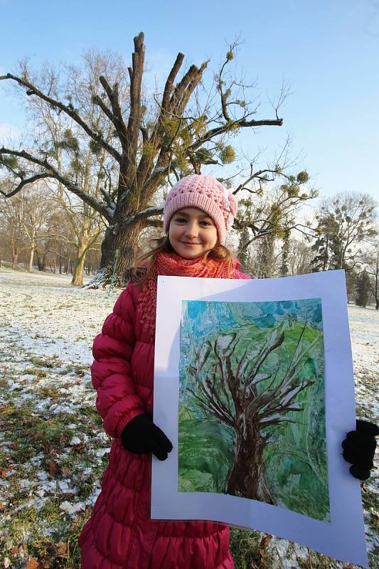 Ořešák černý ( juglans nigra)  Evropský strom roku 2018 zámecký park v Kvasicích. Rob McBride