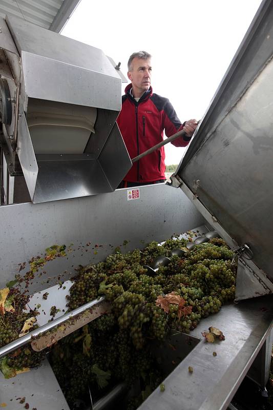 Vinobraní v rodinném vinařství Vaďura v Polešovicích. Viniční trať Míšky, odrůda Floriánka