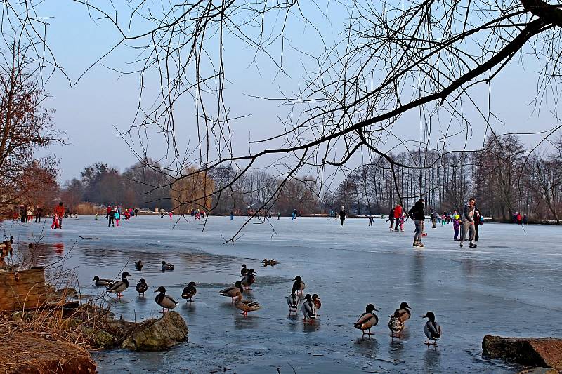 V ráj bruslařů se o prvním březnovém víkendu proměnila poprvé v letošní zimě z velké části ledem pokrytá hladina jeden a půl hektarového Konventního rybníka pod Archeoskanzenem Modrá.