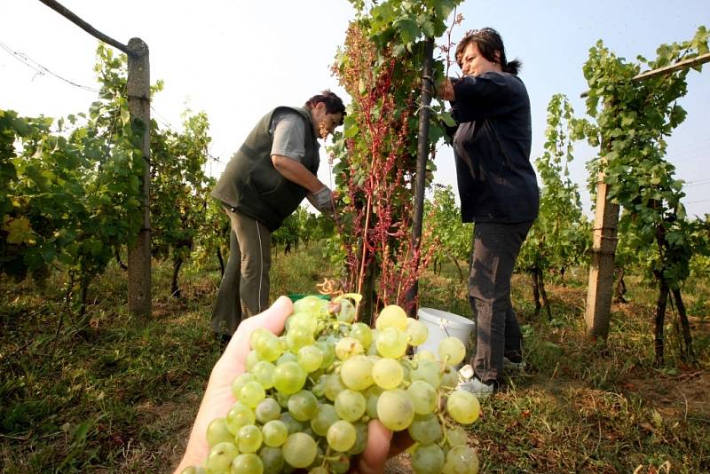 Vinobraní v rodinném vinařství Nikodém Míša v Polešovicích.  Viniční trať Novosady. Sběr odrůdy Muller Thurgau.