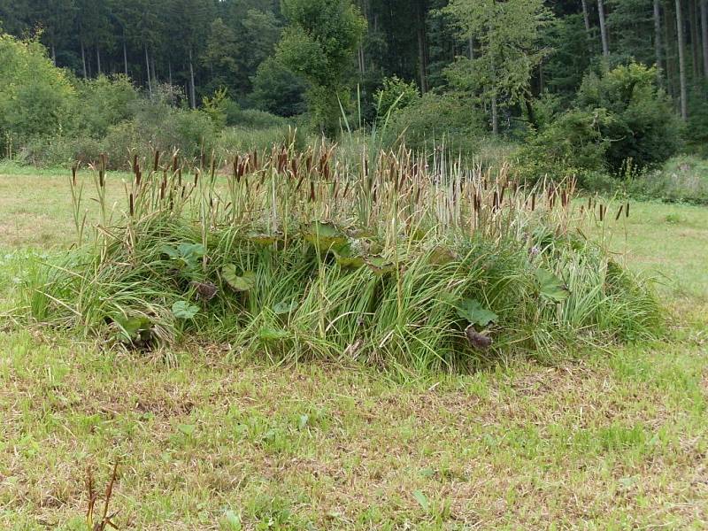 Mokřad s bohatým výskytem chráněné orchideje prstnatce pleťového si mohou při putování Bílými Karpatami prohlédnout lidé nedaleko Slavkova u Uherského Hradiště.