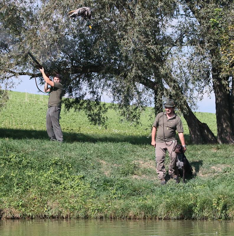 Zkoušky ohařů a malých plemen v Ostrožské Lhotě.