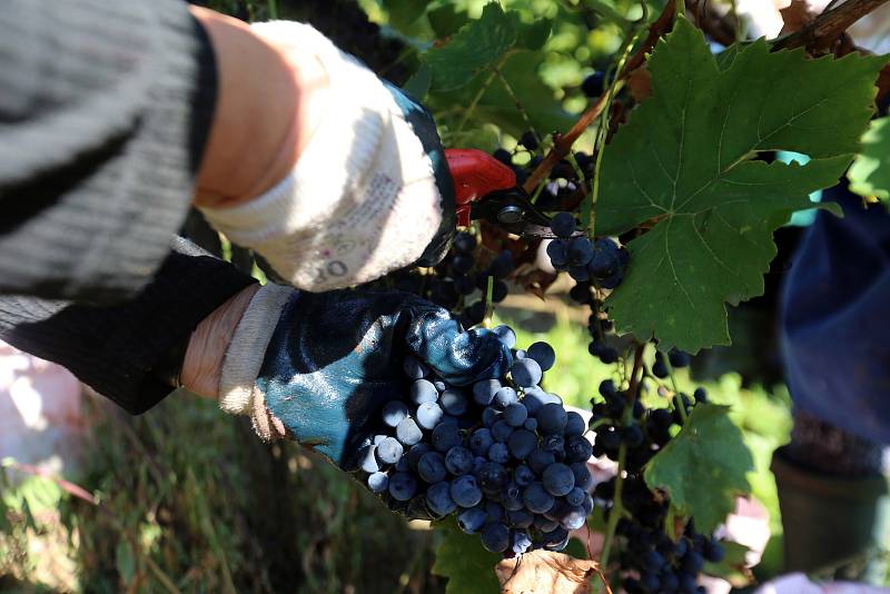 Vinobraní 2022. Rodinné vinařství Vaďurovi Polešovice. Viniční trať Míšky