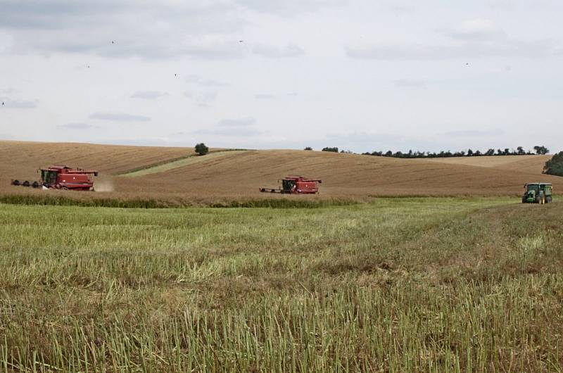 Sklizeň řepky, ječmene a pšenice na Slovácku. Ilustrační snímek