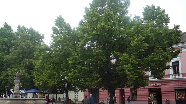 Ohledně plánů na skácení památných lip na hradišťském Masarykově náměstí vede sdružení Chraňme zeleň s tamní radnicí odborný spor
