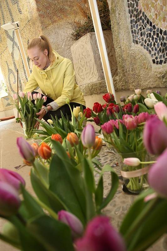 Příprava výstavy tulipánů na zámku v Buchlovicích.