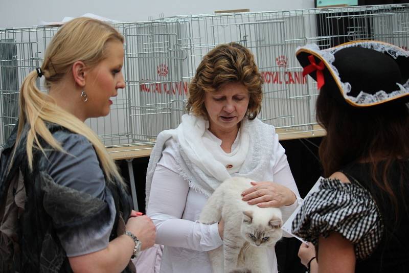 Mezinárodní výstava koček v Bojkovicích