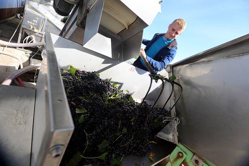 Vinobraní 2022. Rodinné vinařství Vaďurovi Polešovice. Viniční trať Míšky