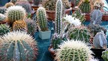 V ekologickém duchu festivalu Týká se to také Tebe žilo od čtvrtka do neděle centrum Uherského Hradiště. V Jezuitské koleji navštívili milovníci kaktusů jejich prodejní výstavu.