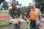 Soutěžní číslo 137 - Zdeněk Koudelný, amur, 98 cm a 12,6 kg.