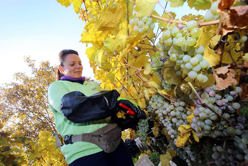 Vinobraní v rodinném vinařtví Vaďura v Polešovicích.Viniční trať Míšky  odrůda Ryzlink rynský