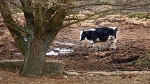 Majitelku hospodářského stavení v Břestku na Uherskohradišsku Zdenku V. obvinila krajská veterinární správa z týrání zvířat. 