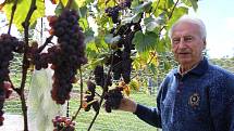 Vinařský odborník František Jakubík ve svém vinohradu prohlíží hrozny s vysokou cukernatostí.