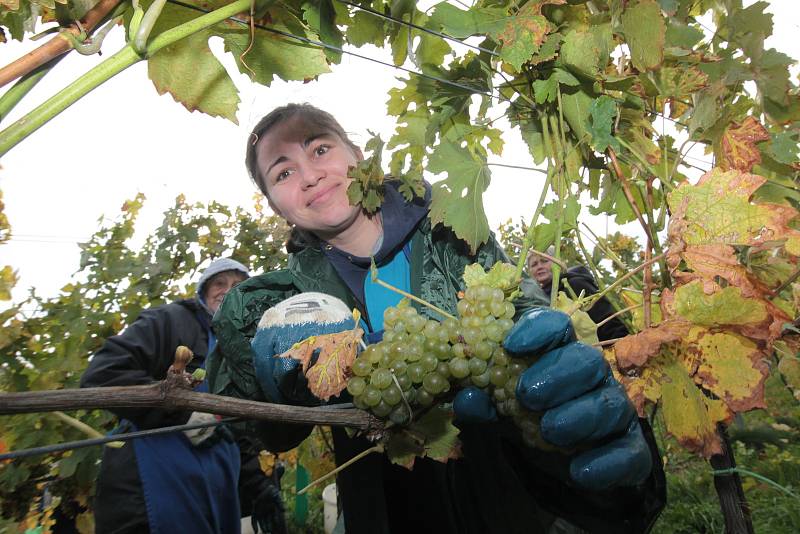 Vinobraní v rodinném vinařství Vaďura v Polešovicích. Viniční trať Míšky, odrůda Floriánka