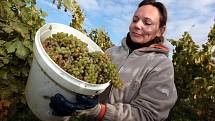 Vinobraní v rodinném vinařství Vaďura v Polešovicích. Viniční trať Míšky, odrůda Floriánka