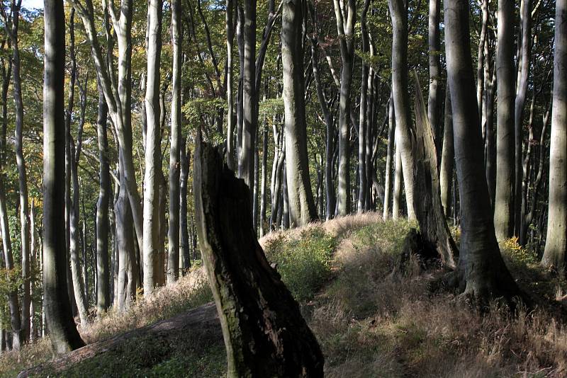 Přírodní rezervace Holý kopec na podzim.