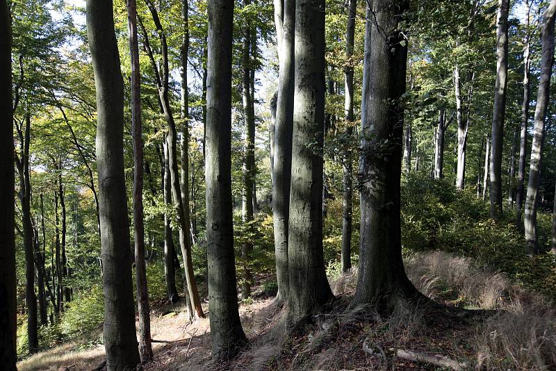 Přírodní rezervace Holý kopec na podzim.