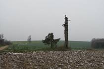 U Hrubého boru, nedaleko Bílovic a Mistřic, řinčely v roce 1469 meče. Památnou borovici poničila v roce 1968 vichřice.