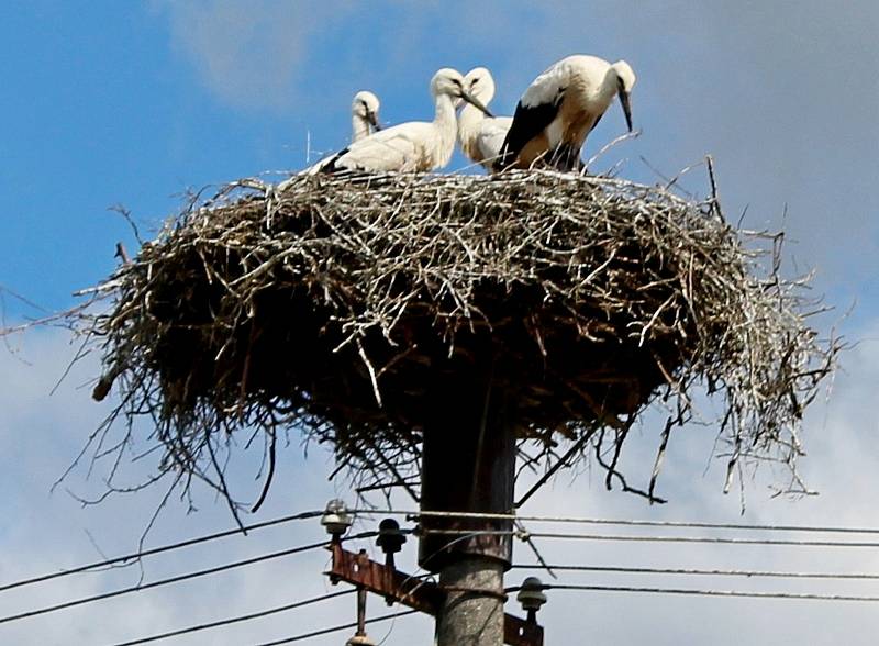 Čapí rodinka okupuje v Kostelanech nad Moravou dva sloupy elektrického vedení.