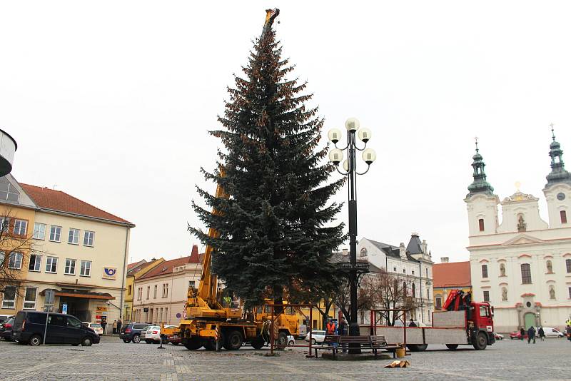 V Uherském Hradišti ve středu 22. listopadu dopoledne vztyčili vánoční strom. Jedná se o třináctimetrový smrk pichlavý, který pochází z ulice Zahradní na sídlišti Štěpnice.