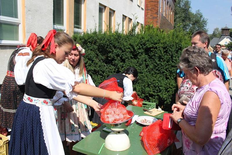 Kořenová bylina ve věnci, v copu nebo pytlících šla dobře na odbyt. 