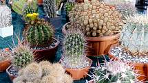 V ekologickém duchu festivalu Týká se to také Tebe žilo od čtvrtka do neděle centrum Uherského Hradiště. V Jezuitské koleji navštívili milovníci kaktusů jejich prodejní výstavu.