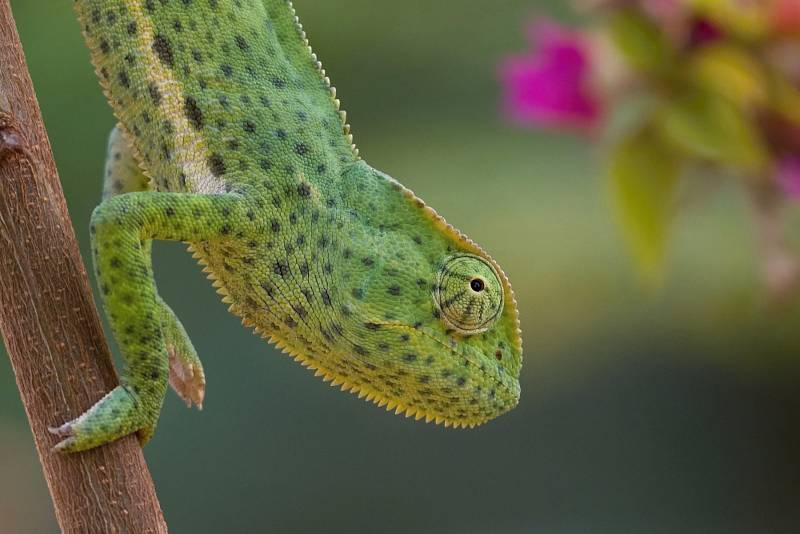 Hradišťský cestovatel a fotograf Stanislav Macík zvítězil na nultém ročníku soutěže Czech Nature Photo.Fotografie ze Senegalu 2017.