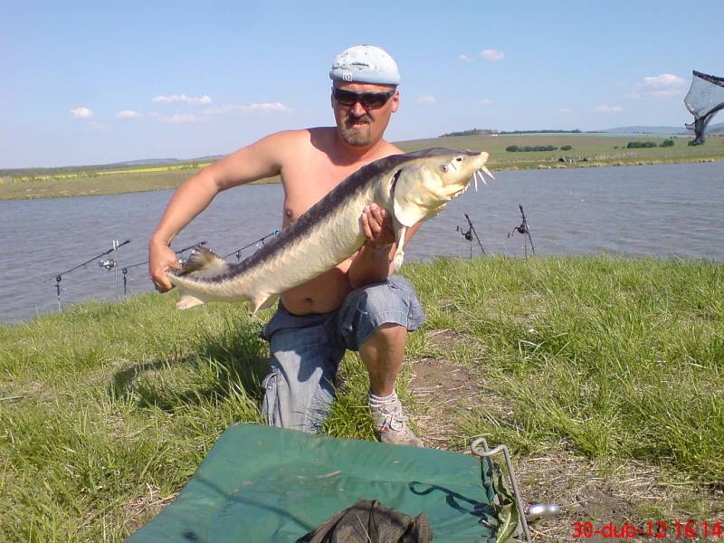 Soutěžní číslo 17: Roman Klauda, jeseter, 130 cm, 11,8 kg