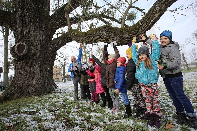 Ořešák černý ( juglans nigra)  Evropský strom roku 2018 zámecký park v Kvasicích. Rob McBride