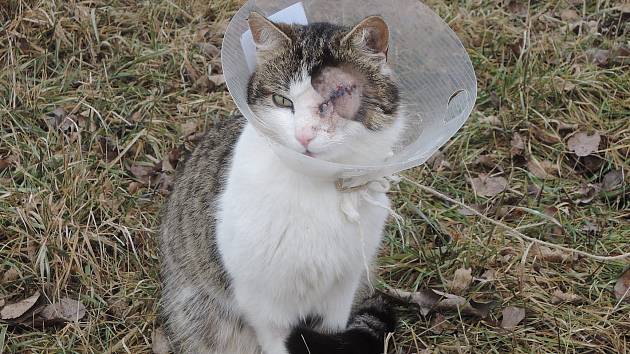 Diabolkám v těle postřelených koček říkají veterináři slovácký čip -  Slovácký deník