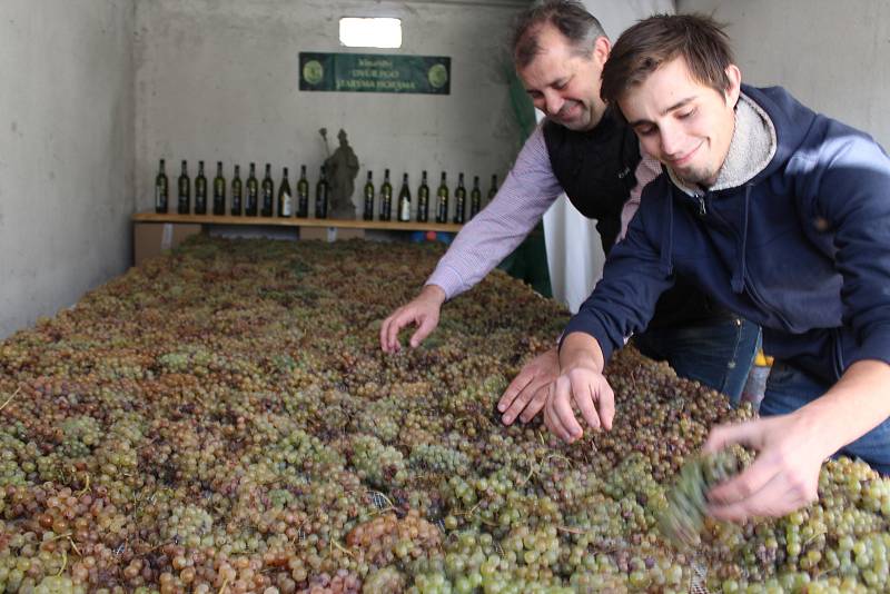 Ze tří metráků hroznů odrůdy Rulandské bílé vzniká v těchto dnech slámové víno v rodinném vinařství Petra Gottwalda Dvůr Pod Starýma horama v Boršicích.