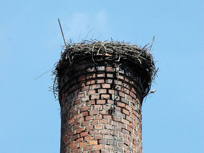 V Drslavicích se čápi vracejí do hnízda na komíně bývalého mlýna.