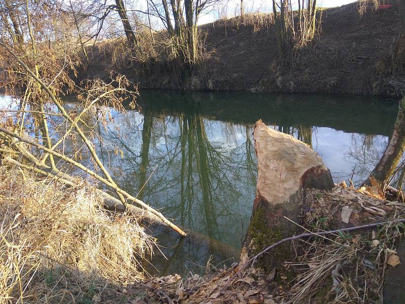 Bobři způsobili škody v okolí řeky Olšavy v Šumicích v březnu 2018.