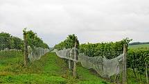 Někteří vinaři Slovácka ochraňují úrodu hroznů sítěmi.