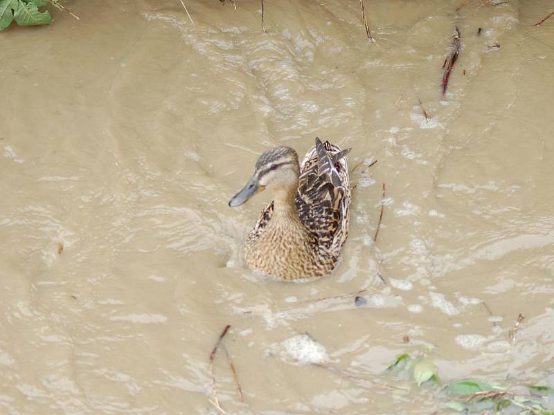 Olšava zaplavila ve středu 2. června části Kunovic a Sadů.