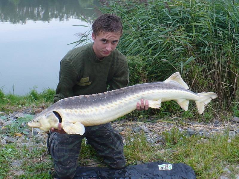 Soutěžní číslo 23 - Přemysl Zemánek, jeseter, 159 cm, nevážen.