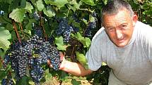 Někteří vinaři Slovácka ochraňují úrodu hroznů sítěmi.