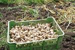 Zhruba týden trvala sklizeň česneku z půl druhého hektaru rozlehlého pole v kdysi vyhlášeném česnekářském družstvu v Dolním Němčí.