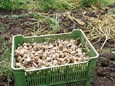 Zhruba týden trvala sklizeň česneku z půl druhého hektaru rozlehlého pole v kdysi vyhlášeném česnekářském družstvu v Dolním Němčí.