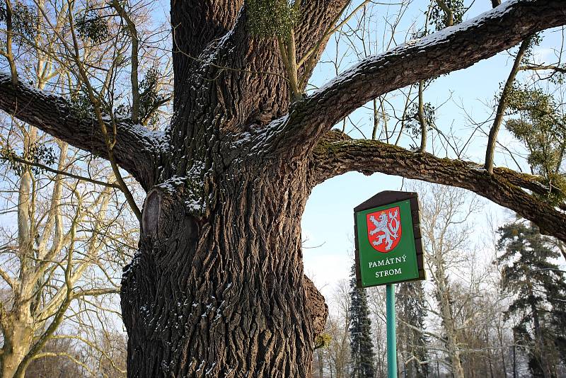 Ořešák černý ( juglans nigra)  Evropský strom roku 2018 zámecký park v Kvasicích. Rob McBride