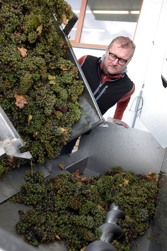 Vinobraní v rodinném vinařství Vaďura v Polešovicích. Viniční trať Míšky, odrůda Floriánka