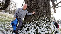 Ořešák černý ( juglans nigra)  Evropský strom roku 2018 zámecký park v Kvasicích. Rob McBride