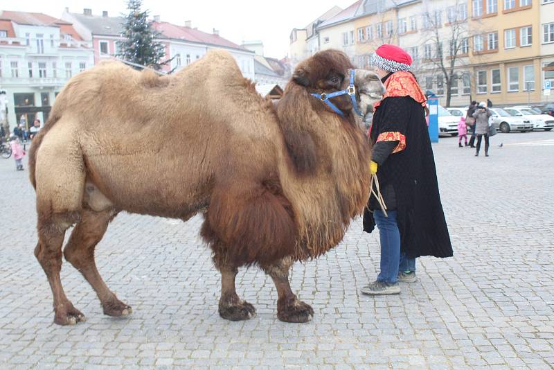 Se třemi králi na koních kráčel Hradištěm  velbloud Paša. Zastavili se i na radnici, kde je přivítal starosta města Stanislav Blaha se svými místostarosty.